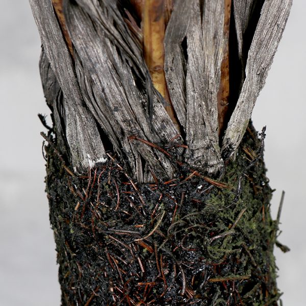 Árbol Tridente