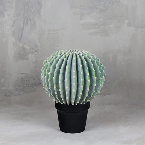 Cactus La Bola 35
