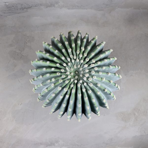 Cactus La Bola 35