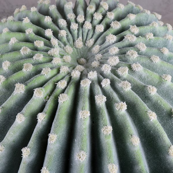 Cactus La Bola 35