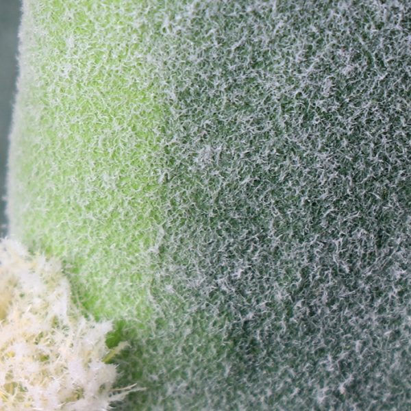 Cactus La Bola 35