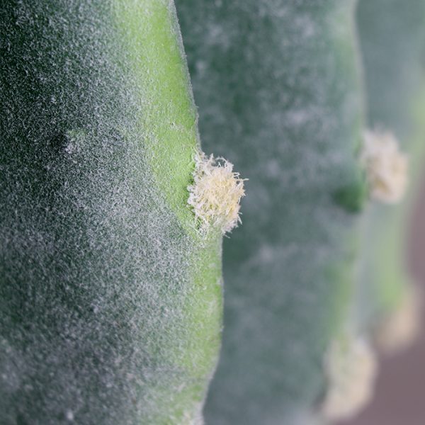 Cactus La Bola 35