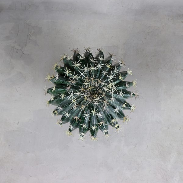 Cactus La Bola 25