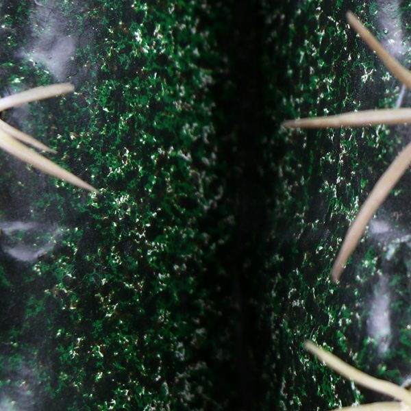 Cactus La Bola 25