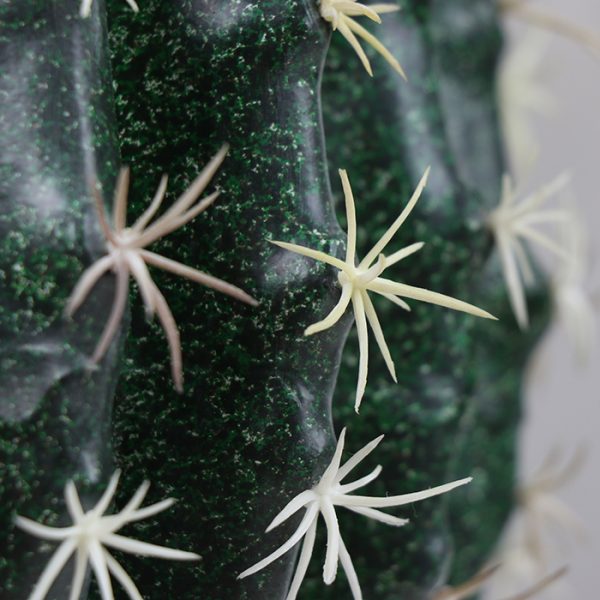Cactus La Bola 25