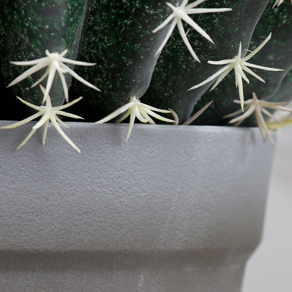 Cactus La Bola 25