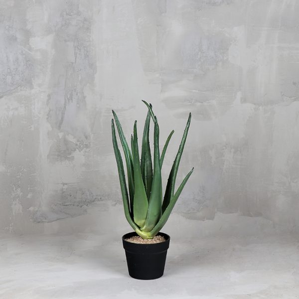 Cactus Aloe