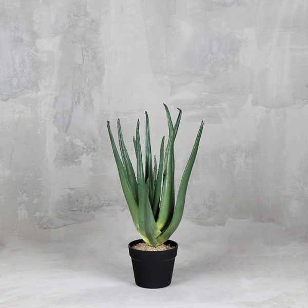 Cactus Aloe
