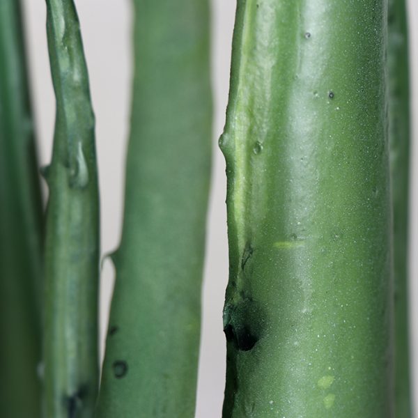 Cactus Aloe