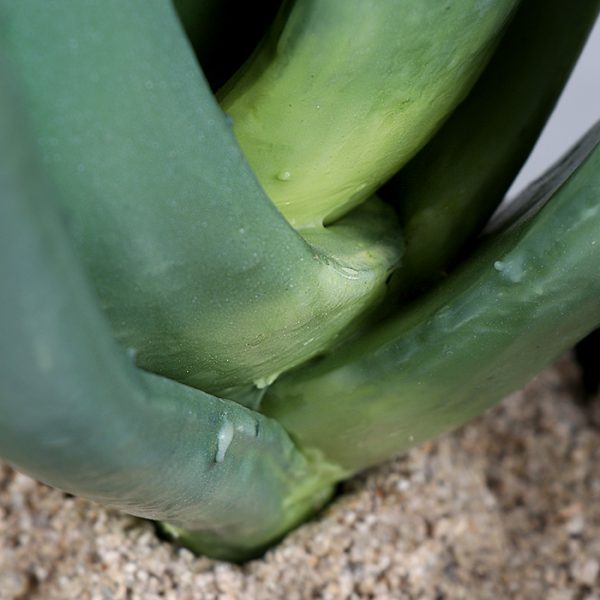 Cactus Aloe
