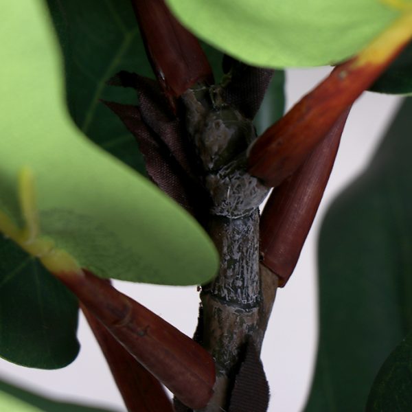Rama Hoja Lirata