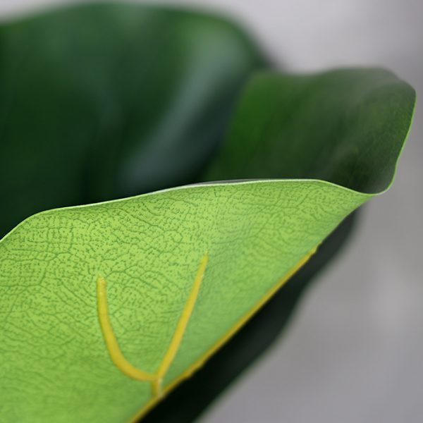 Rama Hoja Lirata
